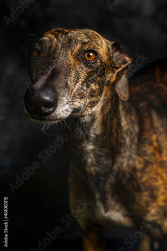 portrait of brown greyhound looking forward on black background