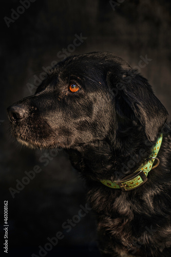 profile portrait of a Labrador retriever black on black background © Emilio