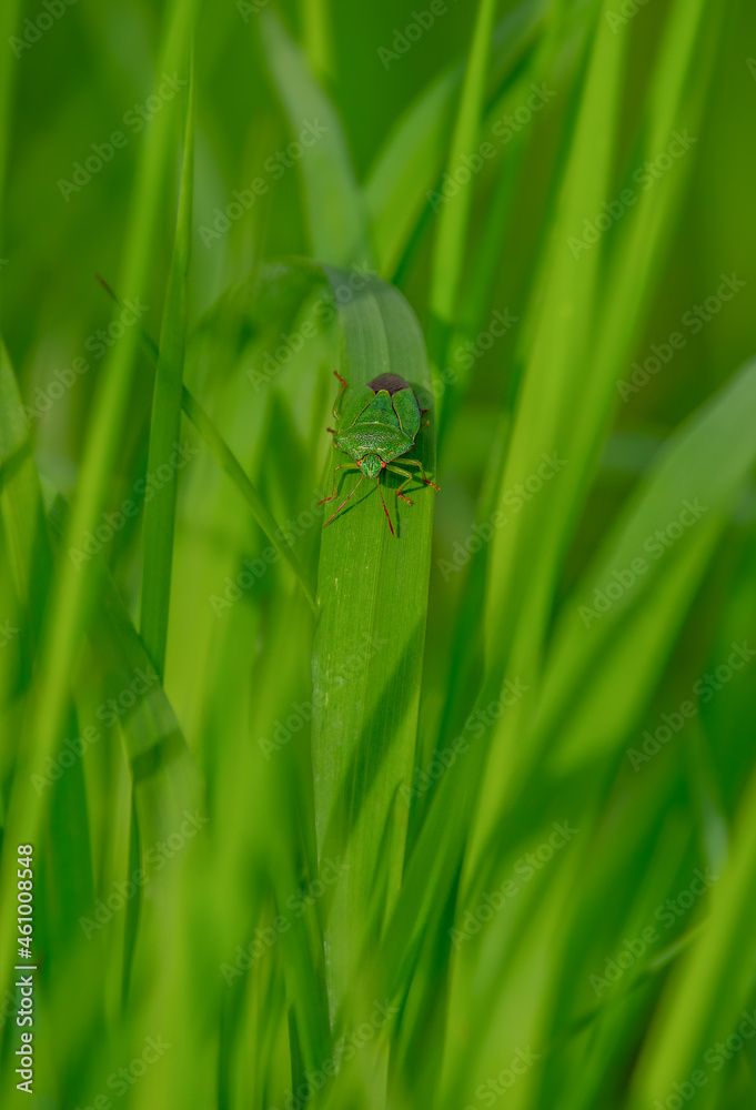 Green soldier bug Chinavia hilaris Green soldier bug Chinavia hilaris