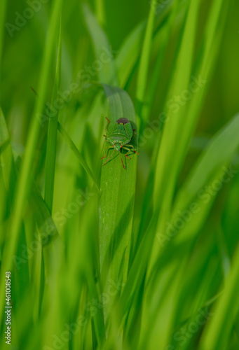 Green soldier bug Chinavia hilaris photo