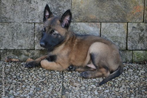 Cachorro de pastor belga malinois de color oscuro