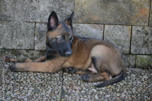 Cachorro de pastor belga malinois de color oscuro photo