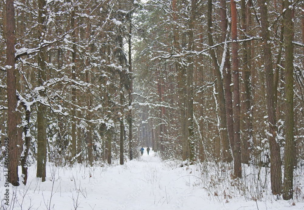 Fototapeta premium las