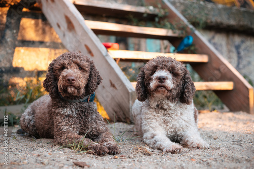 two purebred lagotto romagnolo dogs photo