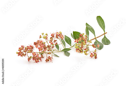 Henna or lawsonia inermis flowers isolated on white background. photo