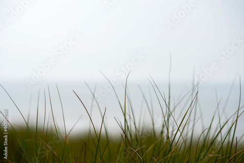 Dune grass with sea in the background