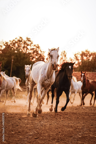 herd of horses on farm