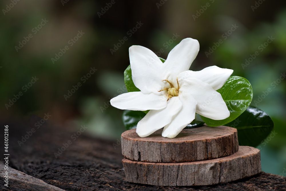 Fototapeta premium Gardenia saxatilis Geddes flower on nature background.