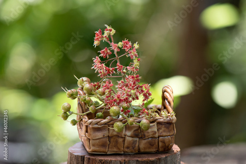 Henna or lawsonia inermis ,flower ,fruits and green leaves on nature background. photo