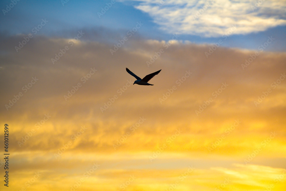 Fototapeta premium Möwe bei Sonnenuntergang