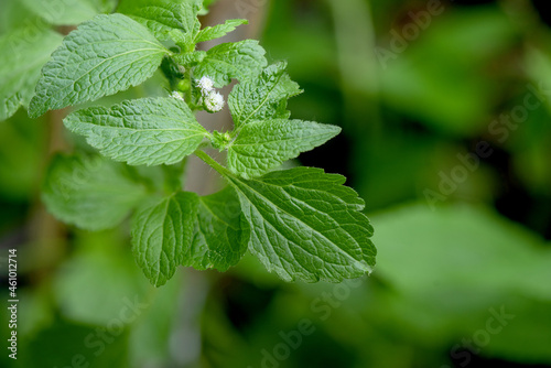 Goat weed or ageratum conyzoides,flowers and green leaves on nature background. photo