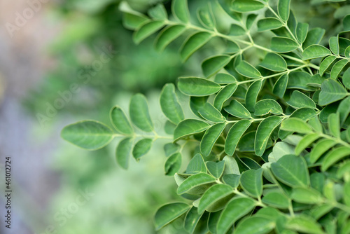 Moringa green leaves on nature background.