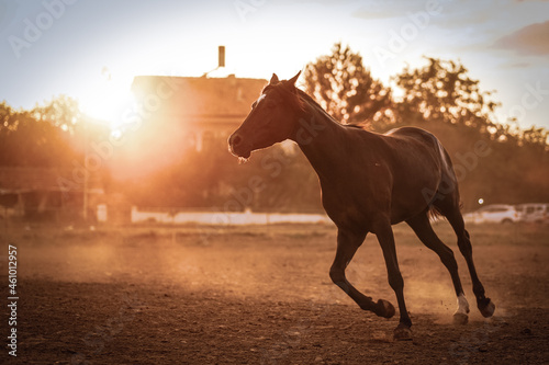 horse at sunset