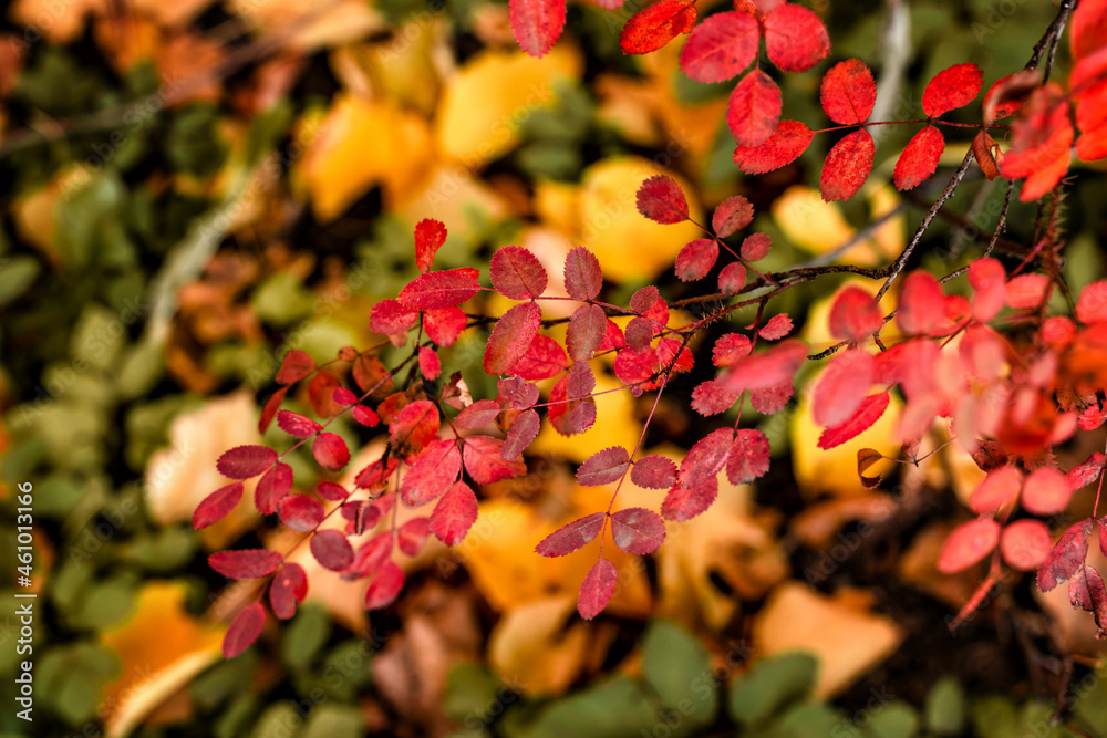 Bush with red leaves, autumn  concept