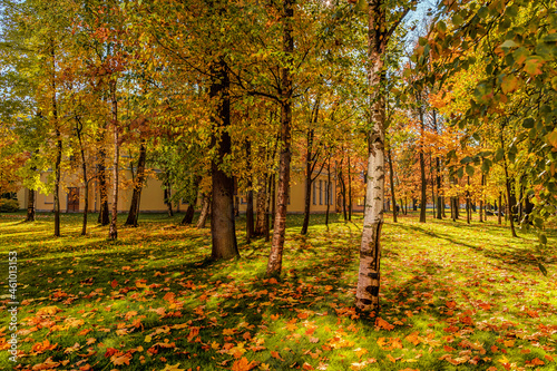 Beautiful cozy autumn landscape  a park with colorful leaves on a sunny day