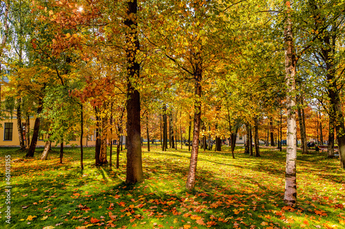 Beautiful cozy autumn landscape  a park with colorful leaves on a sunny day