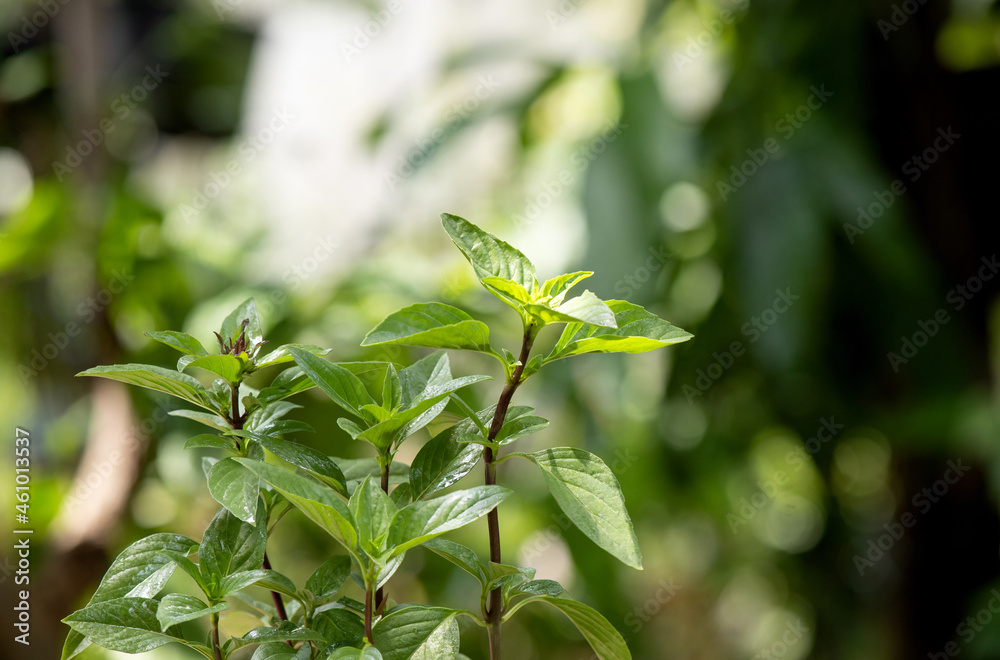 Sweet basil, thai basil or ocimum basilicum branch green leaves isolated on natural background. Sweet basil, thai basil or ocimum basilicum branch green leaves isolated on natural background.