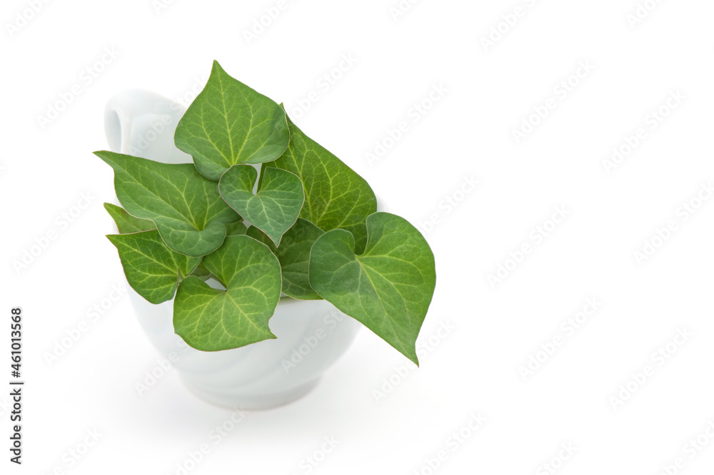 Fresh houttuynia cordata or plu kaow green leaves isolated on white background. Fresh houttuynia cordata or plu kaow green leaves isolated on white background.