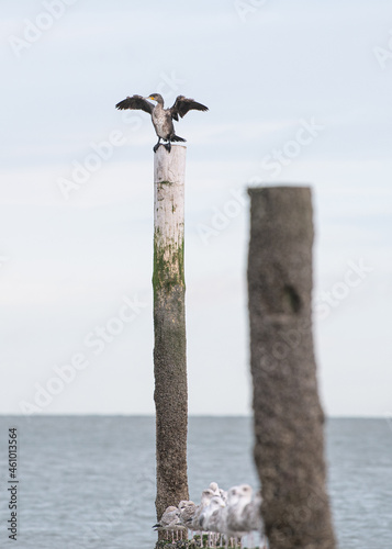 A seagull sitting on a wooden pole enjoying the sun at the beach