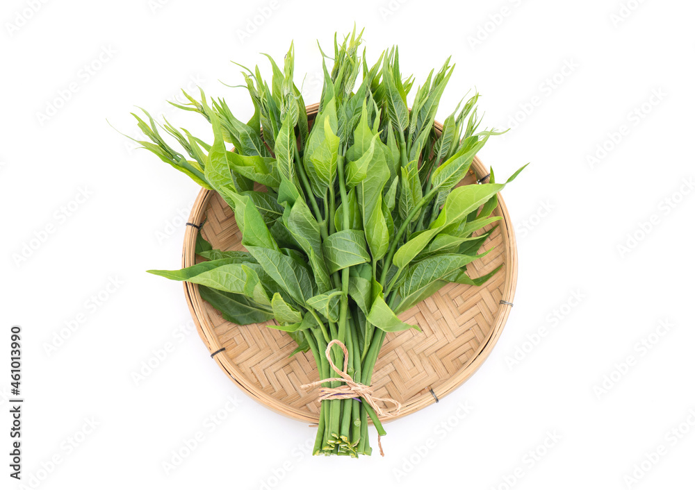 Gymnema inodorum ,branch green leaves isolated on white background.top view ,flat lay.
