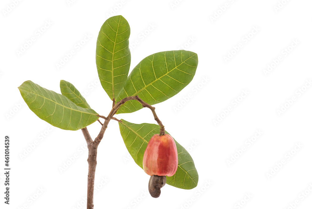 Cashew nuts fruit and green leaves isolated on background with clipping path. Cashew nuts fruit and green leaves isolated on background with clipping path.