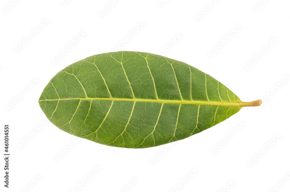 Obraz premium Cashew nuts ,green leaf isolated on background with clipping path.top view,flat lay.