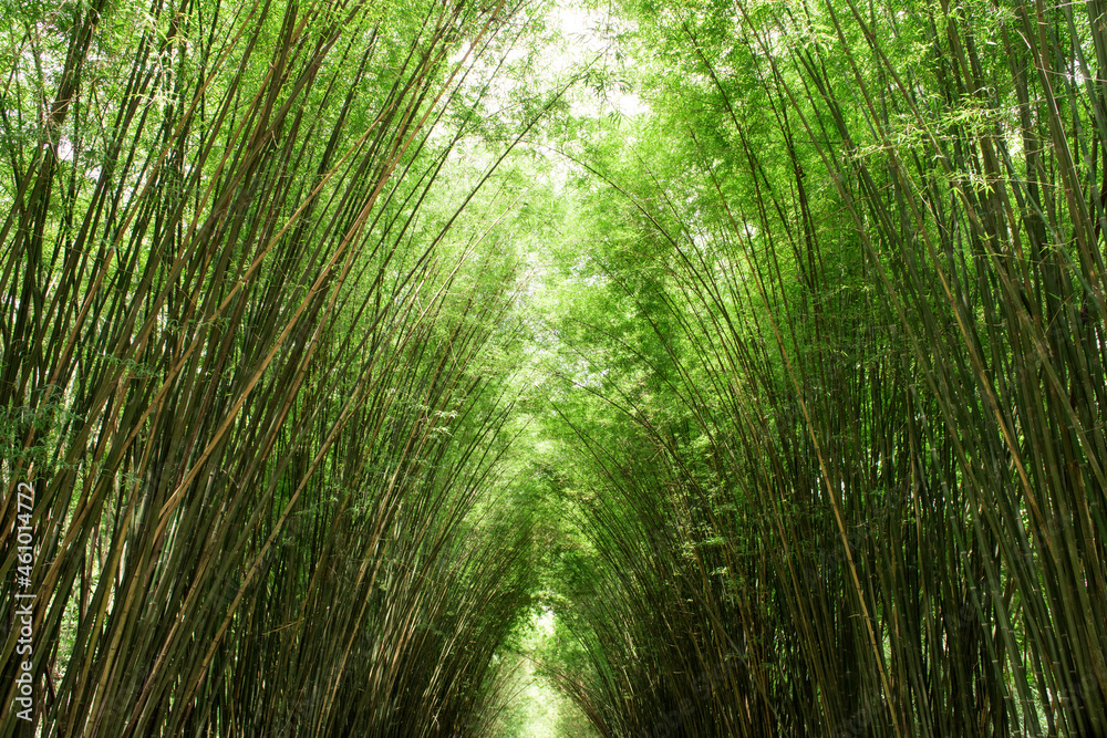 Bamboo trees and green leaves on nature background. Bamboo trees and green leaves on nature background.