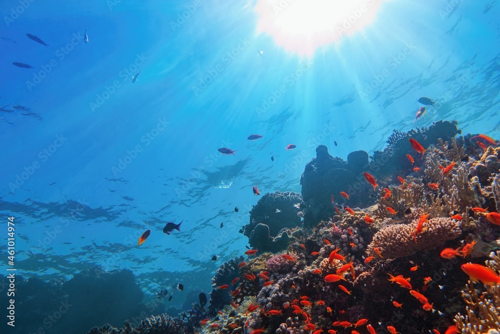 Fototapeta premium Sun beams shinning underwater on the tropical coral reef. Ecosystem and environment conservation concept. Life-giving sunlight.