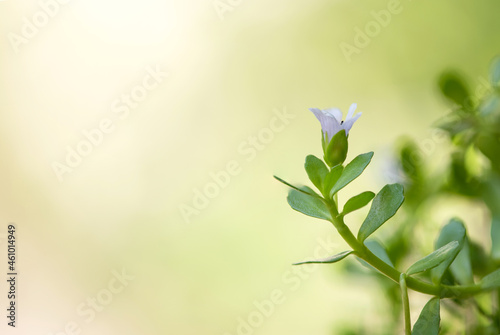 Indian pennywort or brahmi flower and green leaves on natural background.