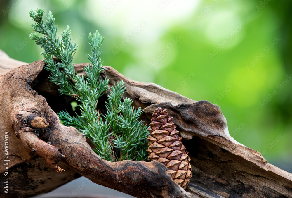 Dried pine flower and branch green,leaves on nature background.