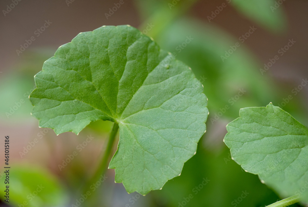 Gotu kola or centella asiatica, green leaves on nature background. Gotu kola or centella asiatica, green leaves on nature background.
