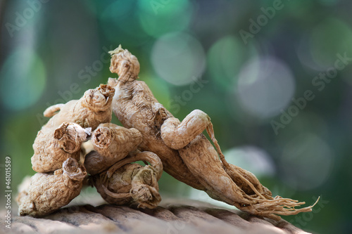 Dried ginseng on bokeh nature background.