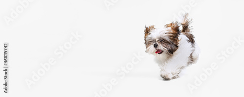 Obraz na plátně Flyer with cute, sweet white brown dog, little Shih Tzu isolated over white studio background