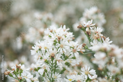 White Cutter Flowers on nature background. © wasanajai