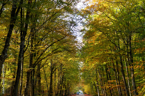 Forest road in autumn season near Barbizon forest