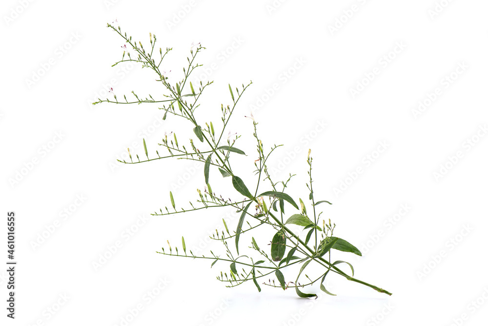 Kariyat or andrographis paniculata, branch green leaves and flowers isolated on white background.