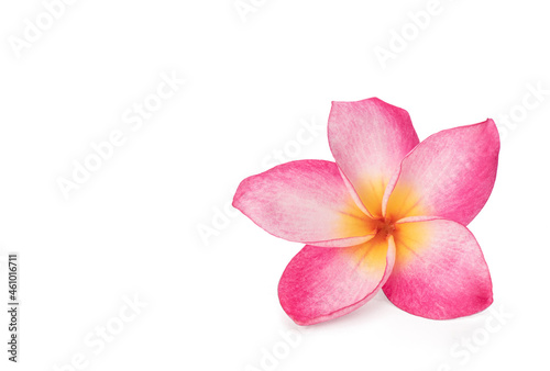 Plumeria flower isolated on white background with clipping path. © wasanajai