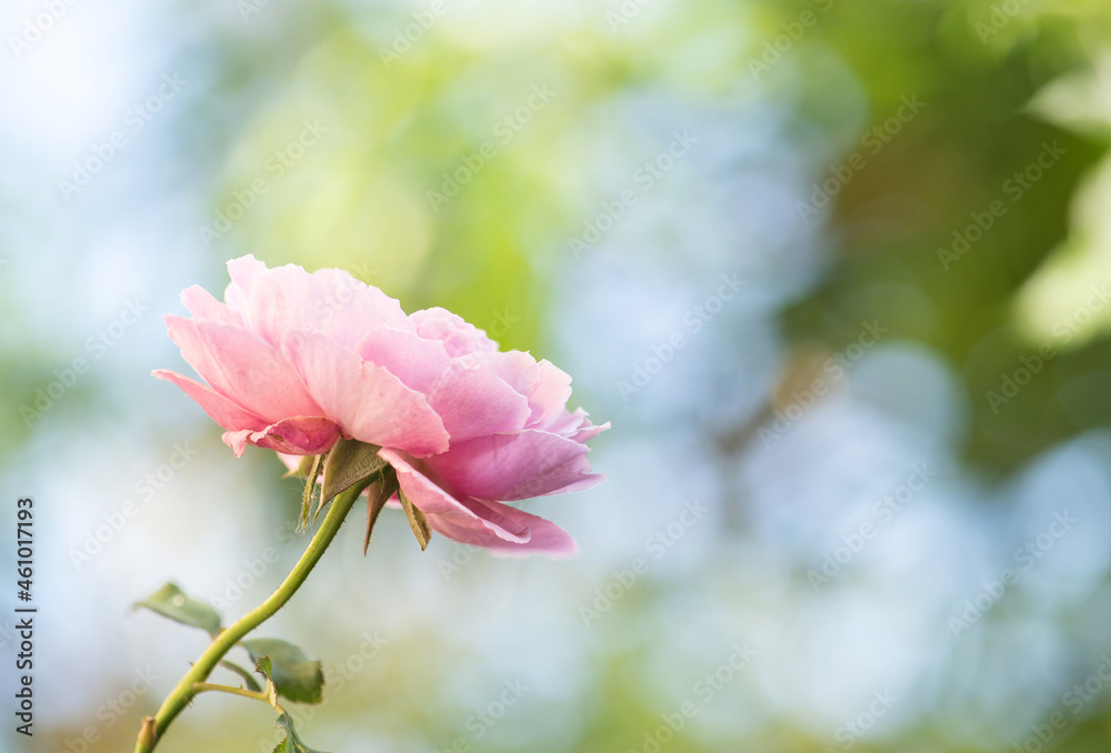 Pink damask rose flower blooming in the garden. Pink damask rose flower blooming in the garden.