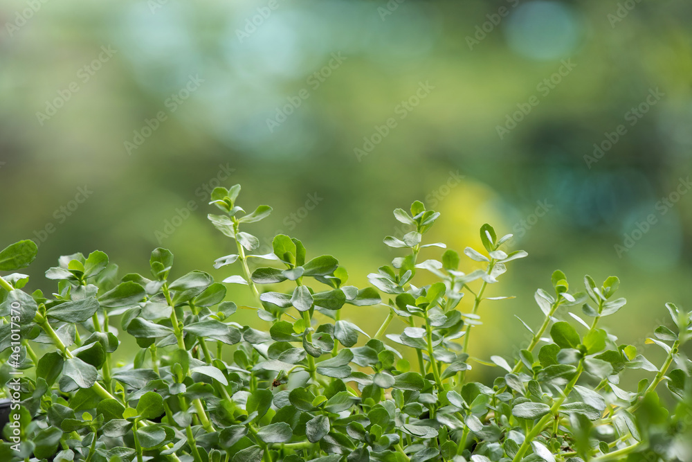 Indian pennywort or brahmi trees on nature surface. Indian pennywort or brahmi trees on nature surface.