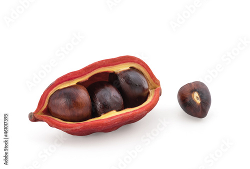 Chestnut or sterculia monosperma fruits isolated on white surface with clipping path. photo