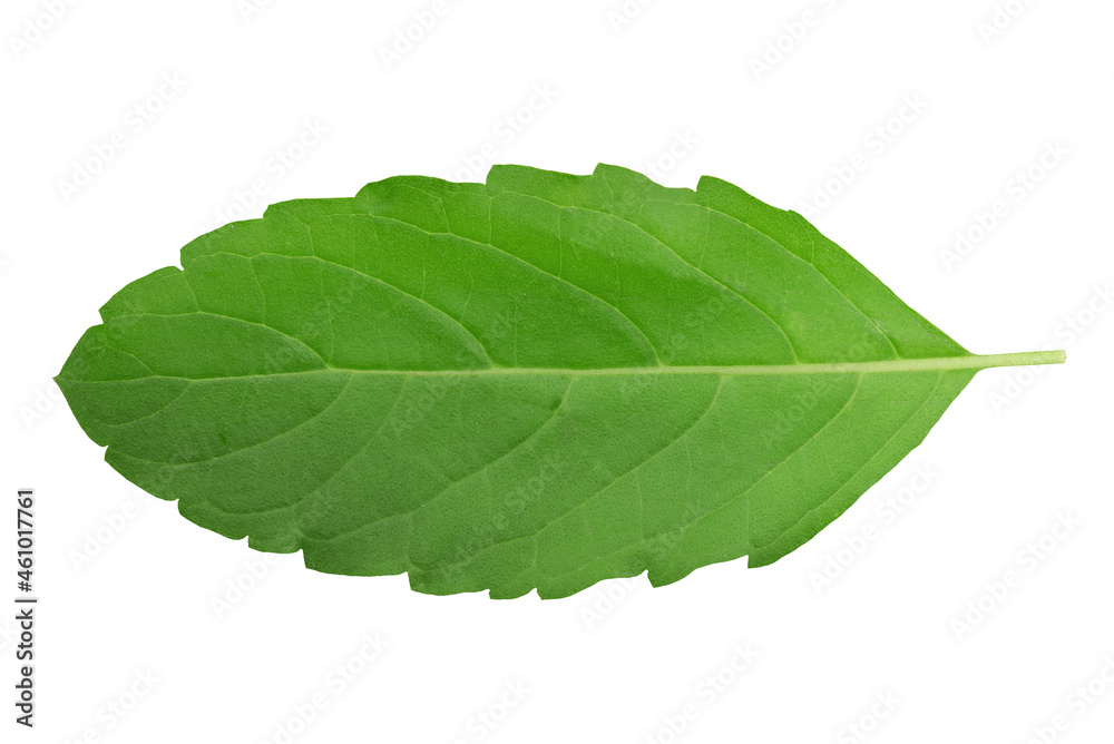 Obraz premium Holy basil or ocimum tenuiflorum green leaves isolated on white background with clipping path.top view,flat lay.