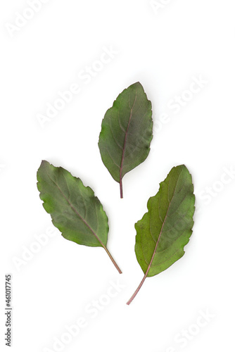 Holy basil or ocimum tenuiflorum green leaves isolated on white background with clipping path.top view,flat lay.