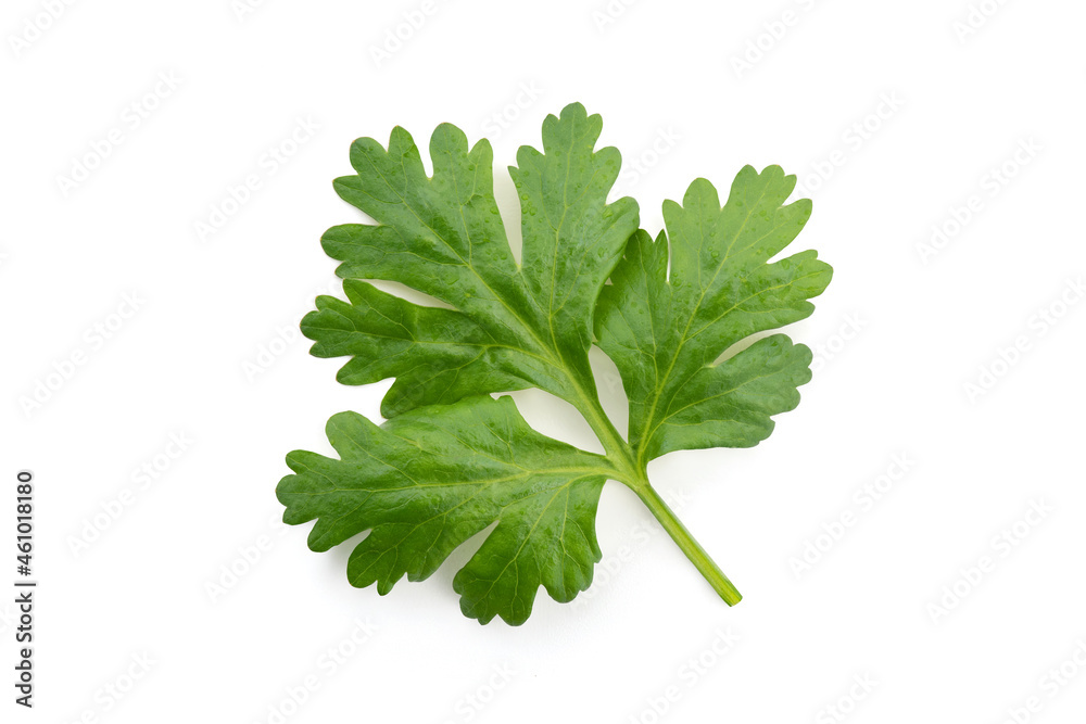 Coriander branc green leaves isolated on white background. Coriander branc green leaves isolated on white background.