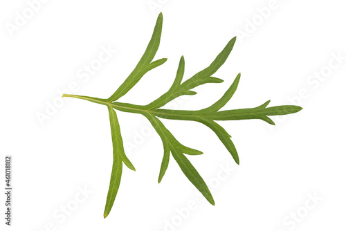 Mugwort or artemisia annua branch green leaves isolated on white background with clipping path.top view,flat lay.