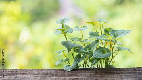 Houttuynia cordata or plu kaow trees on nature background.