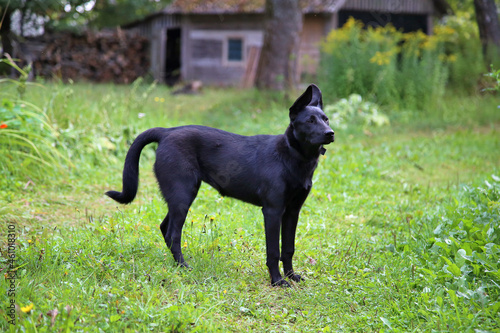 Black dog on a green background.