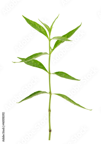 Andrographis paniculata or kariyat branch green leaves isolated on white background with clipping path.