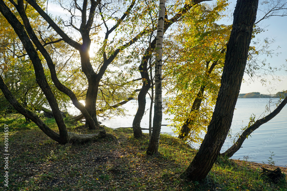 Golden autumn. Sunny day by the lake. Shooting against the light. Horizontal landscape