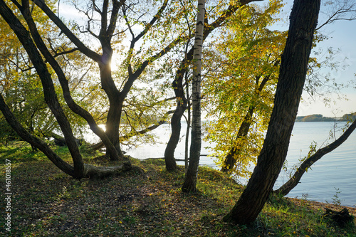 Golden autumn. Sunny day by the lake. Shooting against the light. Horizontal landscape