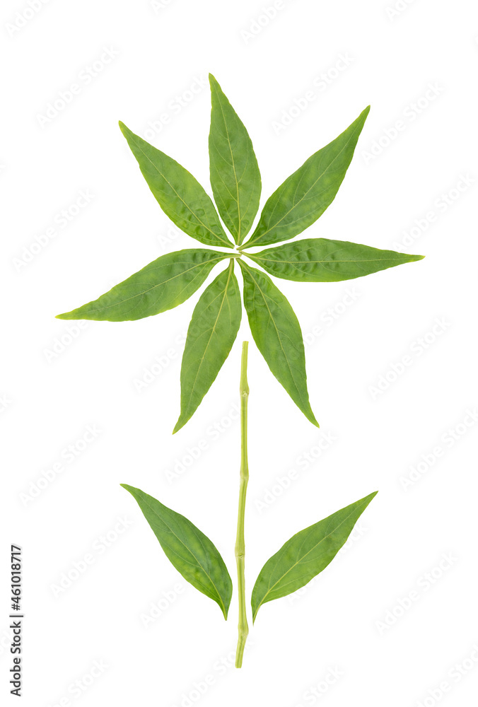 Andrographis paniculata or kariyat green leaves isolated on white background with clipping path.top view,flat lay.